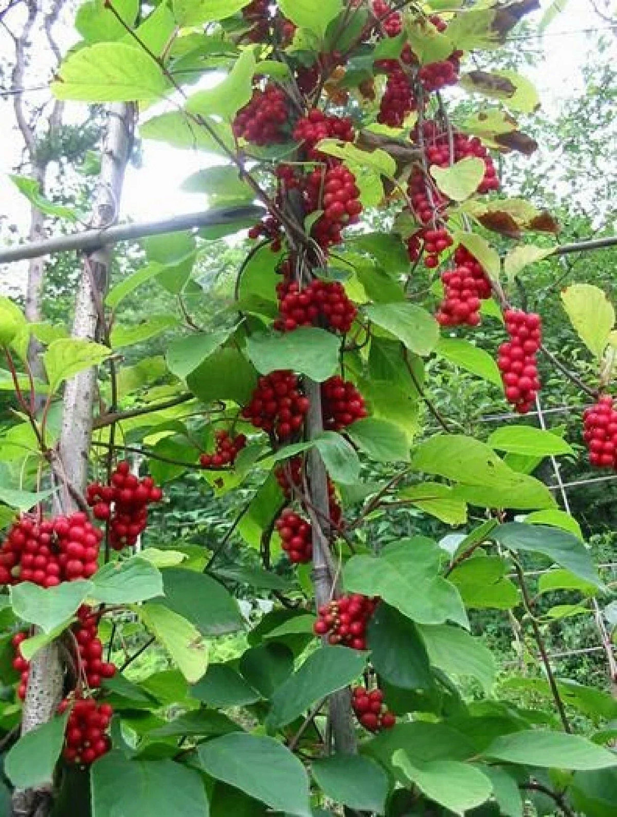 Magnolia Vine Seeds - Organic 10 Pack - Schisandra sphenanthera - Free U.S. Shipping