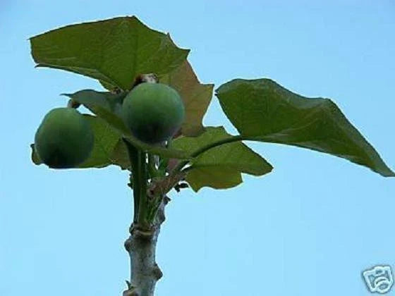 Jatropha Curcas Seeds - Rare Succulent Plant for Biodiesel Oil - 20 Seeds - Bonsai Cactus Variety