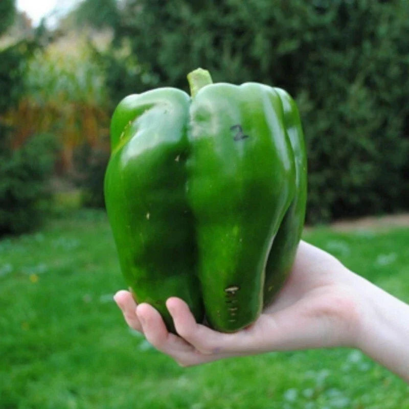 30+ Organic Heirloom Emerald Giant Bell Pepper Seeds - Sweet, Non-GMO - Capsicum annuum