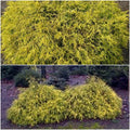 Golden Mop False Cypress Live Plant 6+ Inches Chamaecyparis pisifera Evergreen Shrub