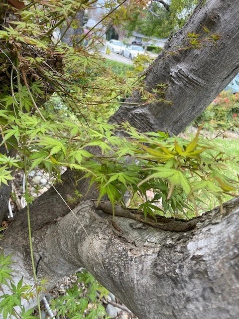 Japanese Maple Tree Cuttings 6" Rooting Grafting Acer palmatum 10 Pack