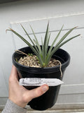 Joshua Tree Live Plant - 1 Gallon - Yucca Brevifolia, Seed Grown, Bareroot