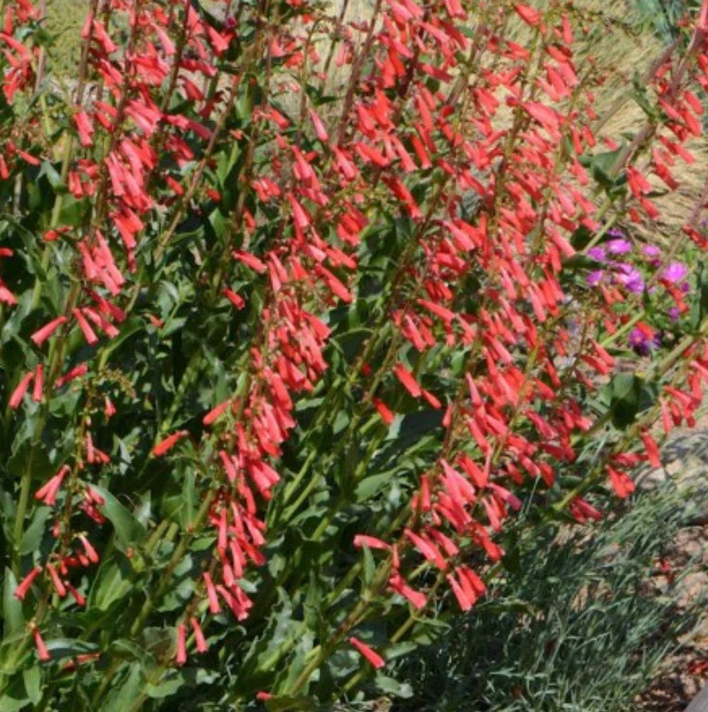 Penstemon Eatons Red Hummingbird Beardtongue Plant - Perennial Flowering Herb, Attracts Pollinators, Easy Care