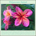 Polynesian Sunset Plumeria Plant Cutting - Rooted Tropical Flowering Plant - Plumeria spp.