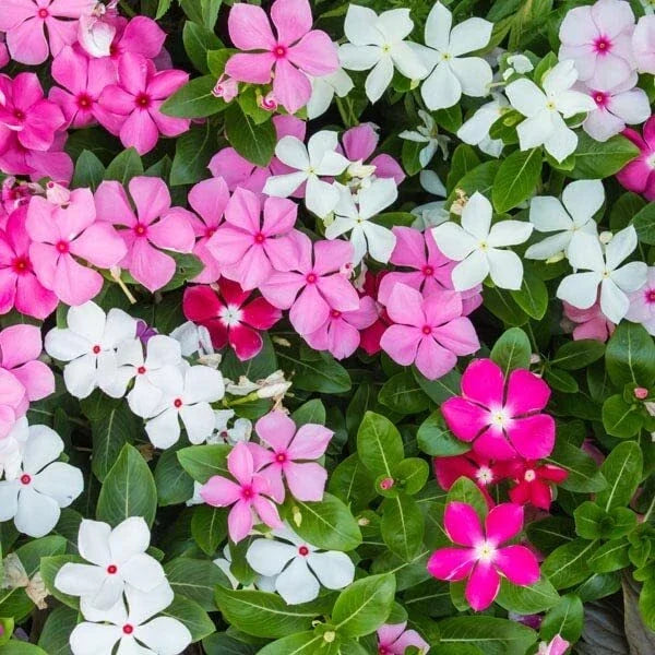 Bubble Gum Mix Periwinkle Seeds for Planting - Mixed Color Flowers - Catharanthus roseus