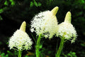 Bear Grass Seeds - 50 Pack - Exotic Flowering - Xerophyllum tenax - Native Perennial Plant