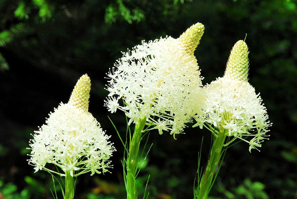 Bear Grass Seeds - 50 Pack - Exotic Flowering - Xerophyllum tenax - Native Perennial Plant