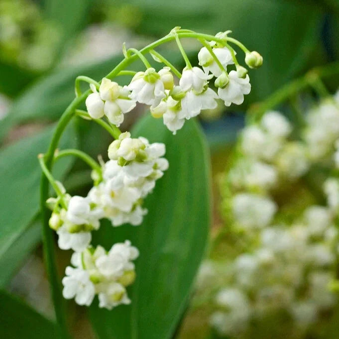 Lily of the Valley Bare-root Plant, 6-12 Inches, Fragrant White Flowers, Convallaria Majalis, Ground Cover for Shade