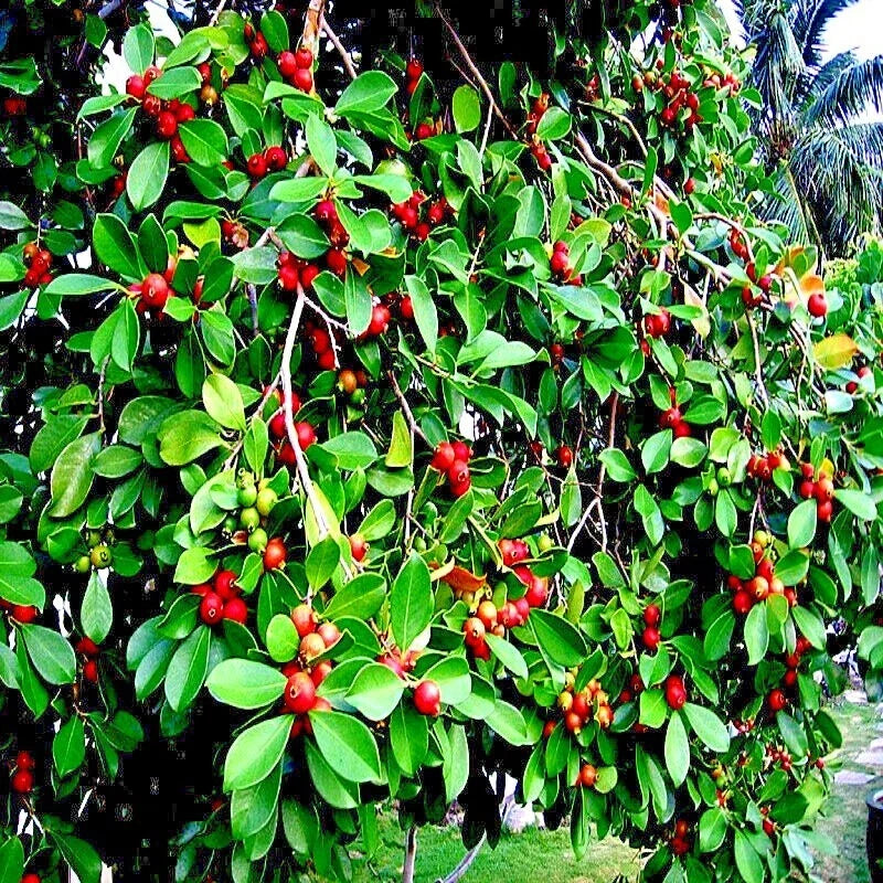 20 Strawberry Guava Tree Seeds, Edible Fruit Plant, Psidium cattleianum, Organic Gardening Seeds for Home Garden