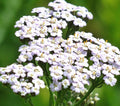 White Yarrow Seeds 1000+ Perennial Herb for Flower Garden, Achillea millefolium