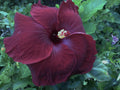 Rare Hibiscus Cuttings - Black Baron - 3 Fresh Unrooted Cuttings - Hibiscus rosa-sinensis