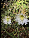 Queen of the Night Blooming Cactus Rooted Plant - Cereus Selenicereus Grandiflorus - Unique Gift Idea