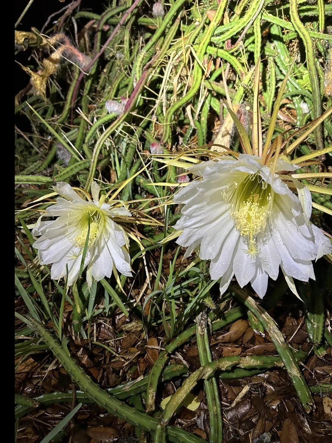 Queen of the Night Blooming Cactus Rooted Plant - Cereus Selenicereus Grandiflorus - Unique Gift Idea