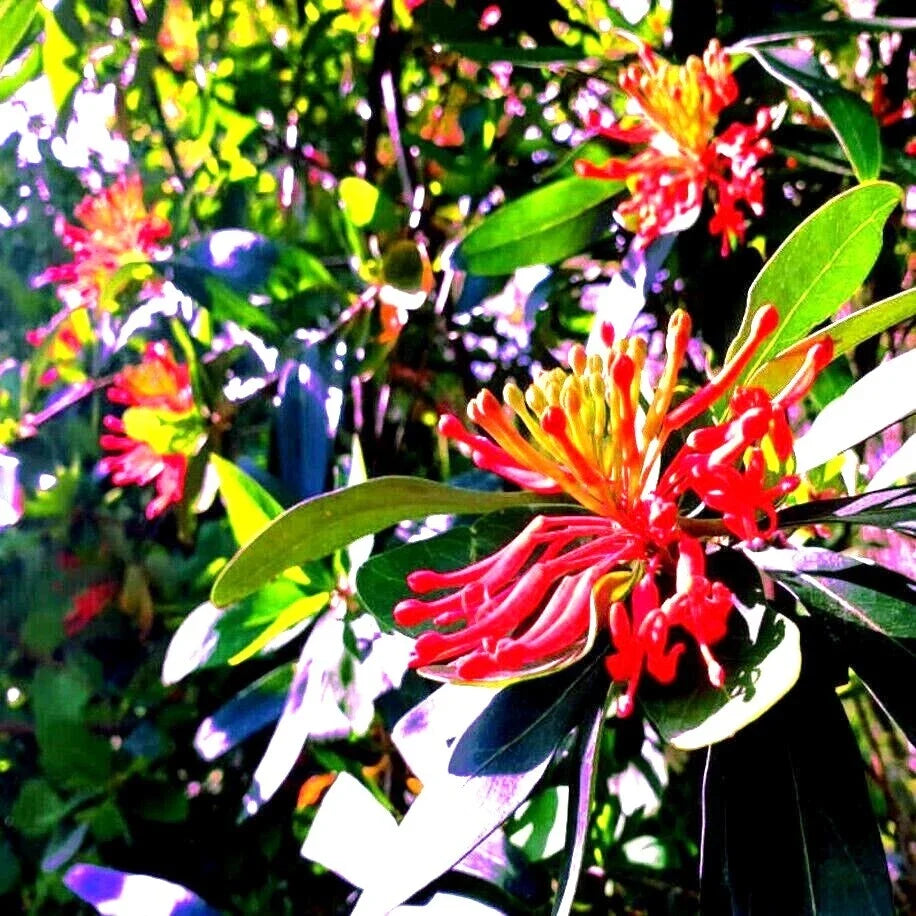 Chilean Firebush Tree Seeds - 10 Pack, Embothrium coccineum, Rare Flame Flower Plant Seeds for Garden, Landscaping