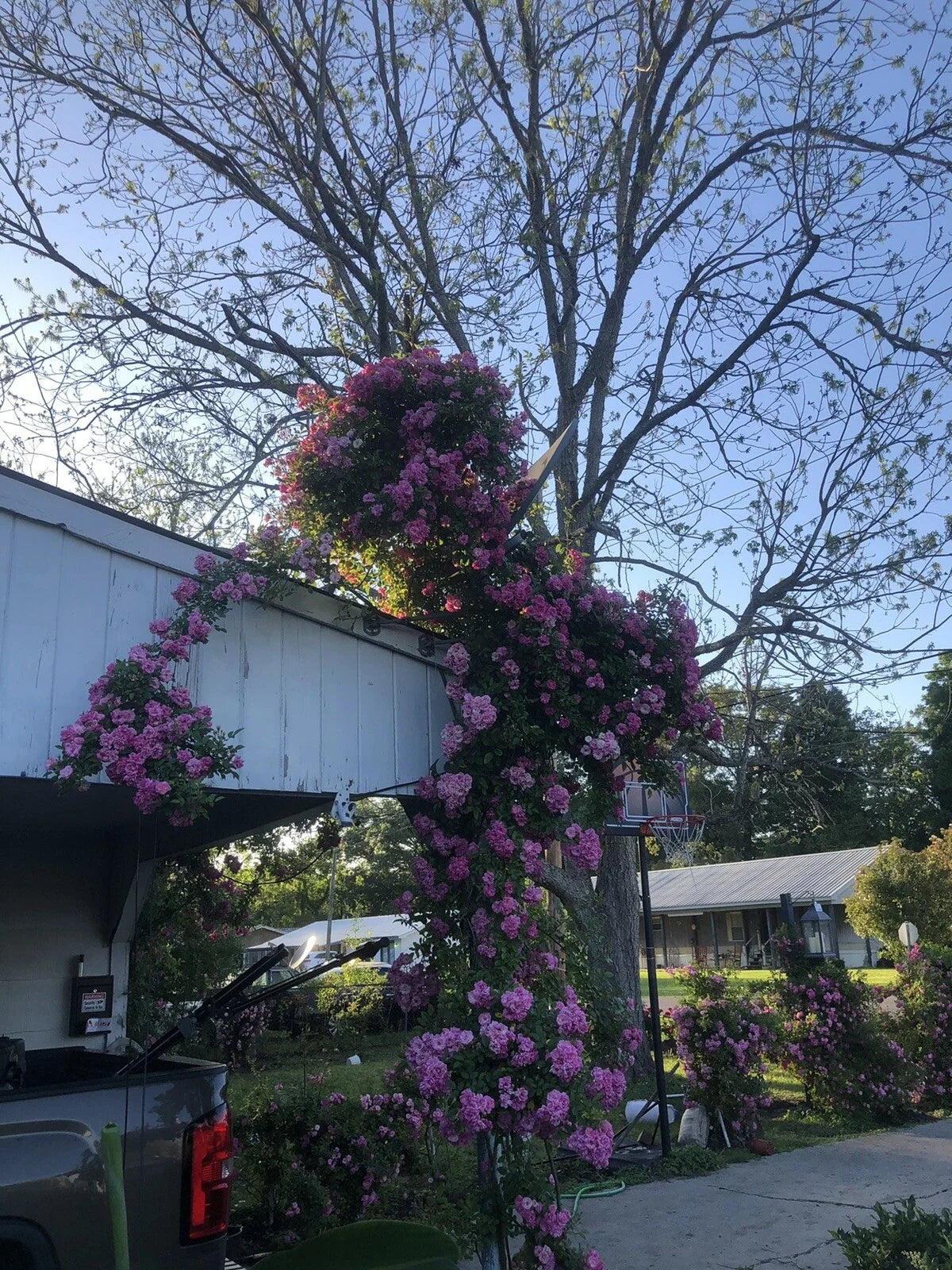 Live Rooted Trailing Rose Plant 2ft Peggy Martin Hurricane Katrina®?ose Rosa 'Peggy Martin'