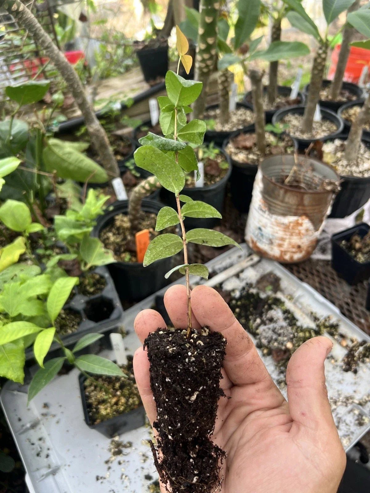 Surinam Cherry Plant (Eugenia uniflora) Bare-Root Starter — Pitanga, Brazilian Cherry