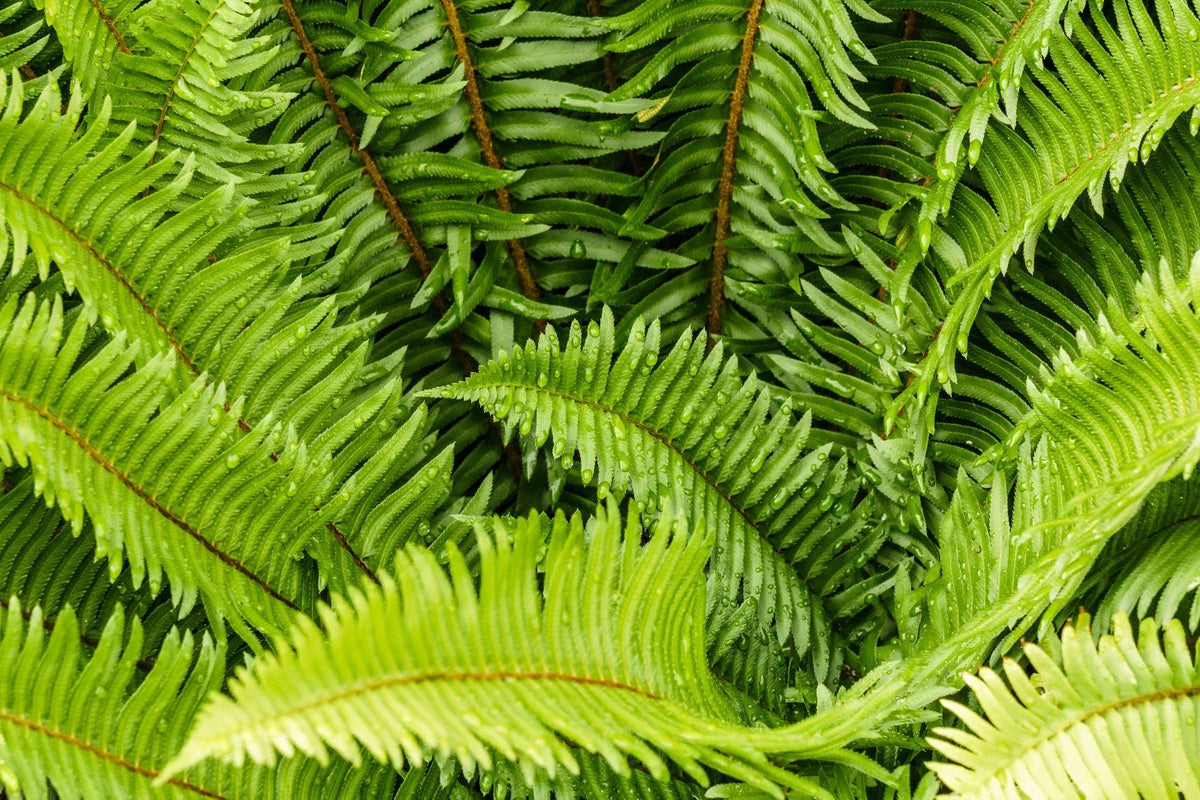 Western Sword Fern Seeds, Large 3' x 3', Hardy to -4°F, Polystichum munitum, Ideal for Gardens and Landscaping