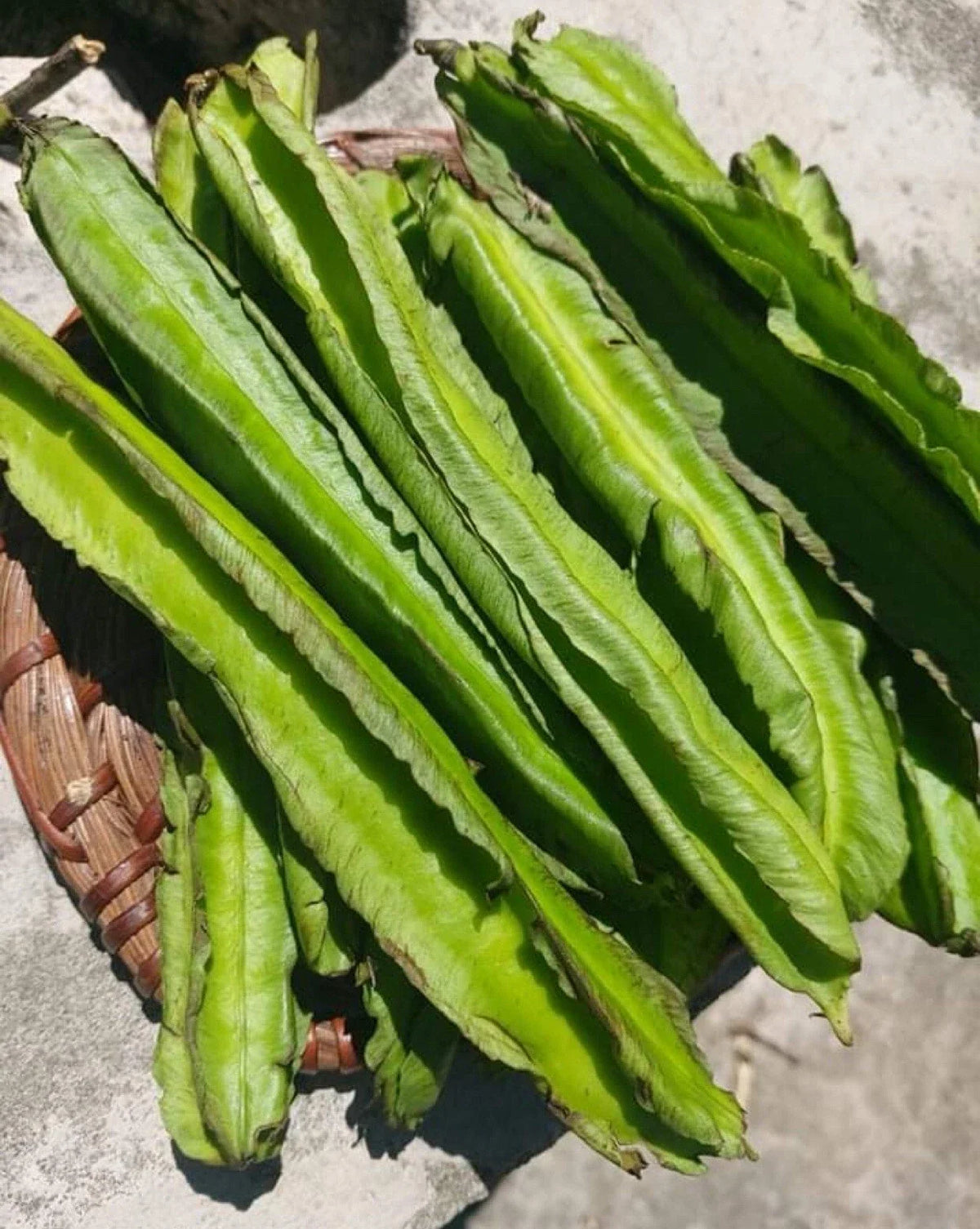 Winged Bean Seeds - 15+ Pack, Dragon Bean, ??u R?ng Sigarilyas, Tropical Edible Plant Seeds, Free Shipping US
