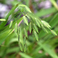 Northern Sea Oat Seeds, 30 Seeds, Ornamental Perennial, Chasmanthium latifolium