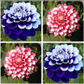 Dahlia Seeds 20pcs - Varying Colors - USA Seller - Perennial Flowers (Dahlia spp.)