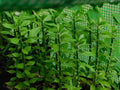 5x Pereskiopsis spathulata Grafting Stock Cactus Cuttings, 6" - Ideal for Grafting and Plant Propagation