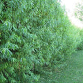 Austree Hybrid Willow Trees - 10 Pack, Fast Growing Shade & Privacy Trees, Salix × sepulcralis