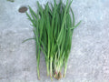 Fragrant Purple Garlic Chives Bare Roots Live Plants - Fast Growing Allium tuberosum