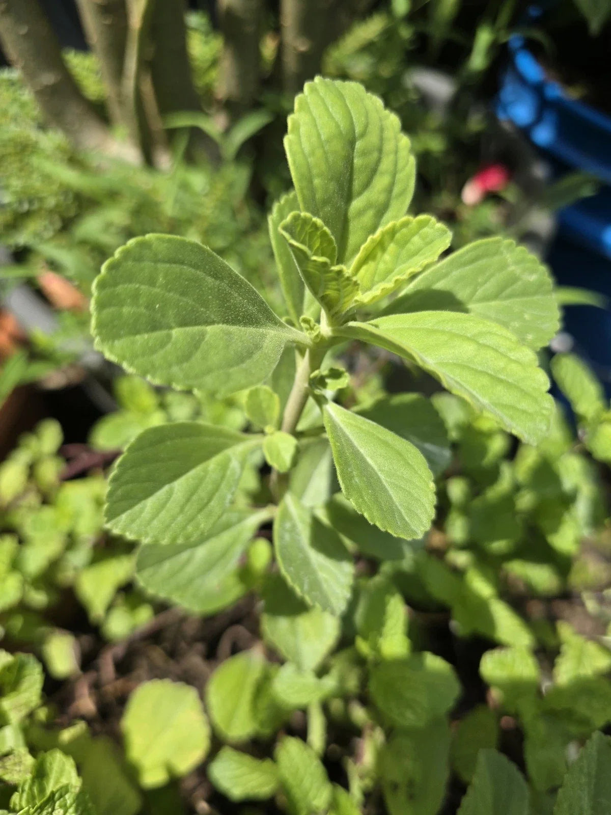 Meprobamato Boldo Fresh Cuttings for Propagation - Medicinal Herb - 4 Cuttings