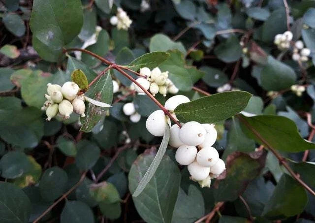 Snowberry Shrub Seeds - 50+ Non-GMO Seeds - Symphoricarpos albus - Grown and Shipped from Iowa
