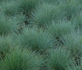 Blue Fescue Grass Seeds 300+ Perennial Ornamental Grass Festuca glauca - Ideal for Gardens, Low Maintenance, Free Shipping