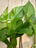 Rooted Plants - 10 Pack Arrowhead Vines - Syngonium Podophyllum