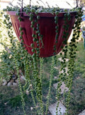 Cactus Cutting - Succulent #52 - Unique Variety for Plant Propagation - Ideal for Home Decor and Gardening