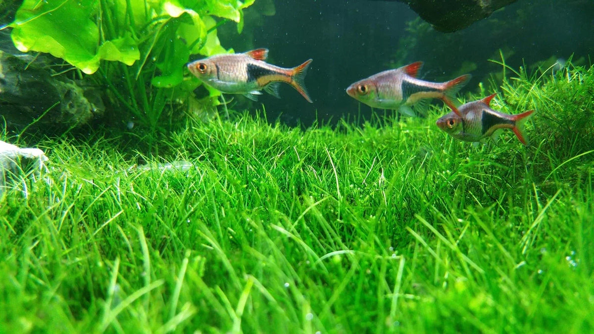 Aquarium Water Grass Seeds | 100+ Seeds | Lush Decoration for Fish Tank | Aquatic Plants