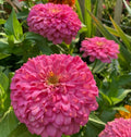 Giant Zinnia Flower Seeds - 50 Fuchsia Pink Seeds - Zinnia elegans 'Barbie Pink'