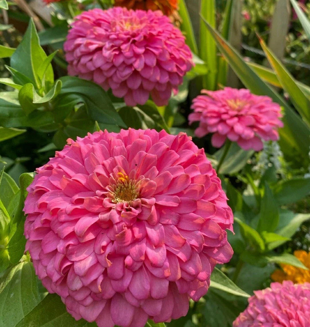 Giant Zinnia Flower Seeds - 50 Fuchsia Pink Seeds - Zinnia elegans 'Barbie Pink'