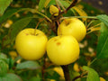 30 European Crab Apple Seeds - Malus Sylvestris - French Crabapple for Planting - Organic Heirloom Tree Seeds