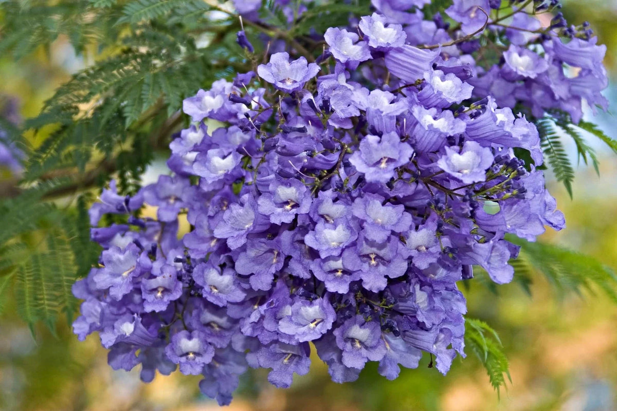 Blue Jacaranda Tree Seeds - 50 Count - Stunning Flowering Tree - Jacaranda mimosifolia - Made in USA, Ships from USA