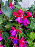 Blue Eyes Fuchsia Live Plant, 8 Inches Tall, Well-Rooted in 3” Pot, Fuchsia magellanica