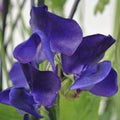 Royal Navy Blue Sweet Pea Seeds | Blue/Purple Flowers | Lathyrus odoratus | Garden Seeds