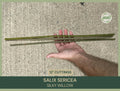 Silky Willow Cuttings 12" Fresh Cuttings Salix sericea Native Plant