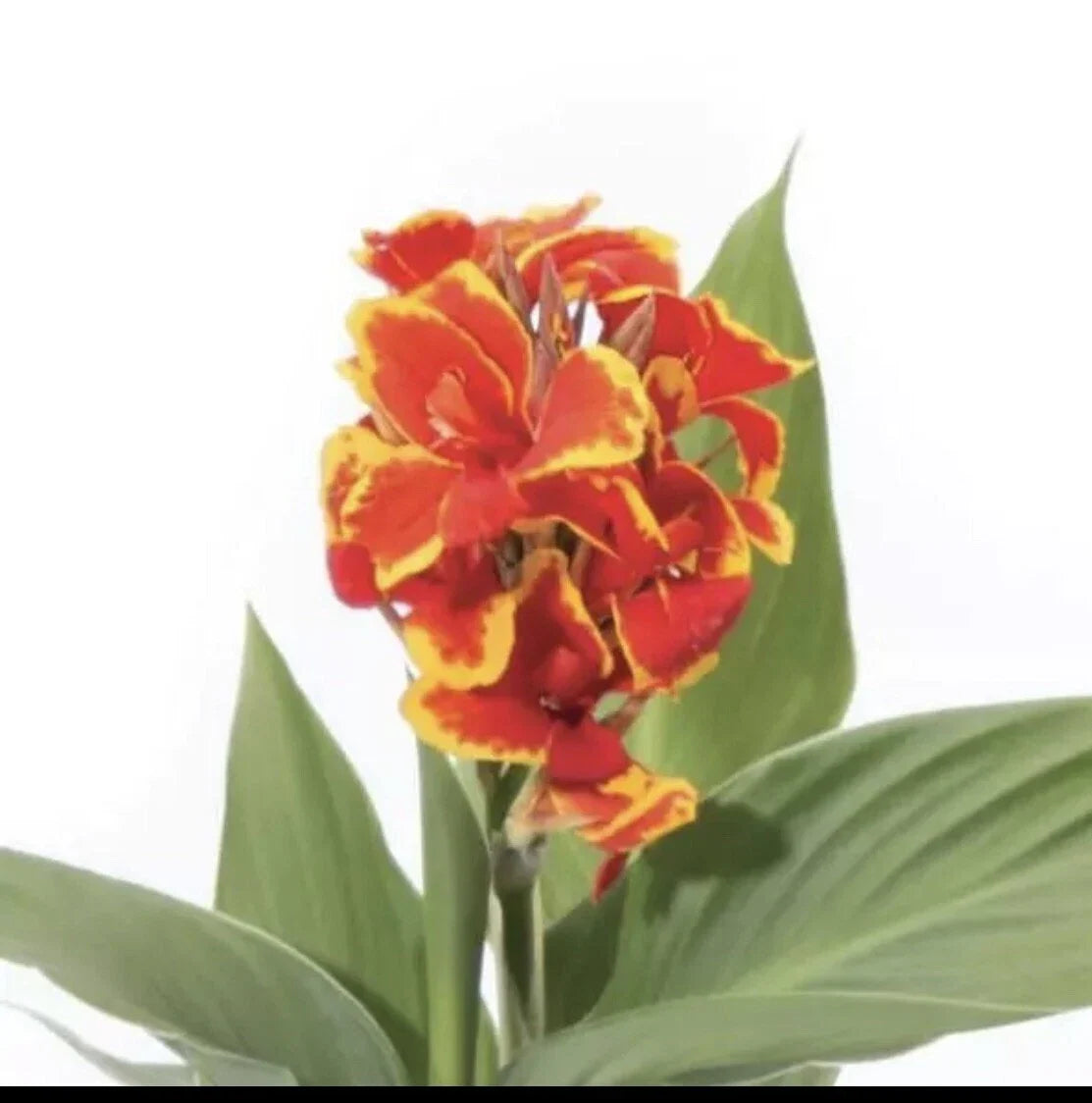 Canna Cannova Red Gold Flame Live Plant Plugs - Tropical Perennial Garden Planters