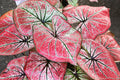 Caladium Bulbs for Planting - 5 Pack - Fancy Varieties - Wildfire (Caladium bicolor) - Perennial Elephant Ears