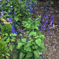 Salvia ‘Black and Blue’ Live Starter Plant | Salvia guaranitica – Bold Blue Flowers