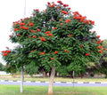 African Tulip Magnolia Seeds - Spathodea campanulata, Flame of The Forest, Tropical Flowering Tree Seeds