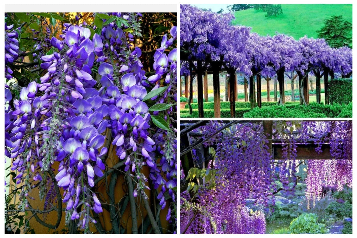 Japanese Blue Moon Wisteria Tree Seeds - 20+ Fast Growing Cold Hardy Flower Vine Seeds (Wisteria floribunda)
