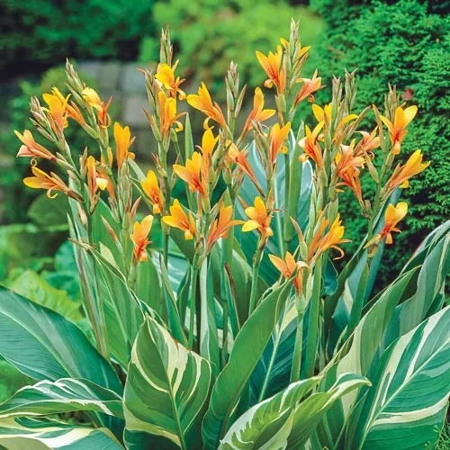 Canna Lily Bulbs - Stuttgart Variety - Tropical Flowering Plant - Canna indica