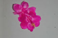 Christmas Cactus Starter Plant - Satin Beauty - Schlumbergera Truncata - Well Rooted Cactus for Indoor Gardening