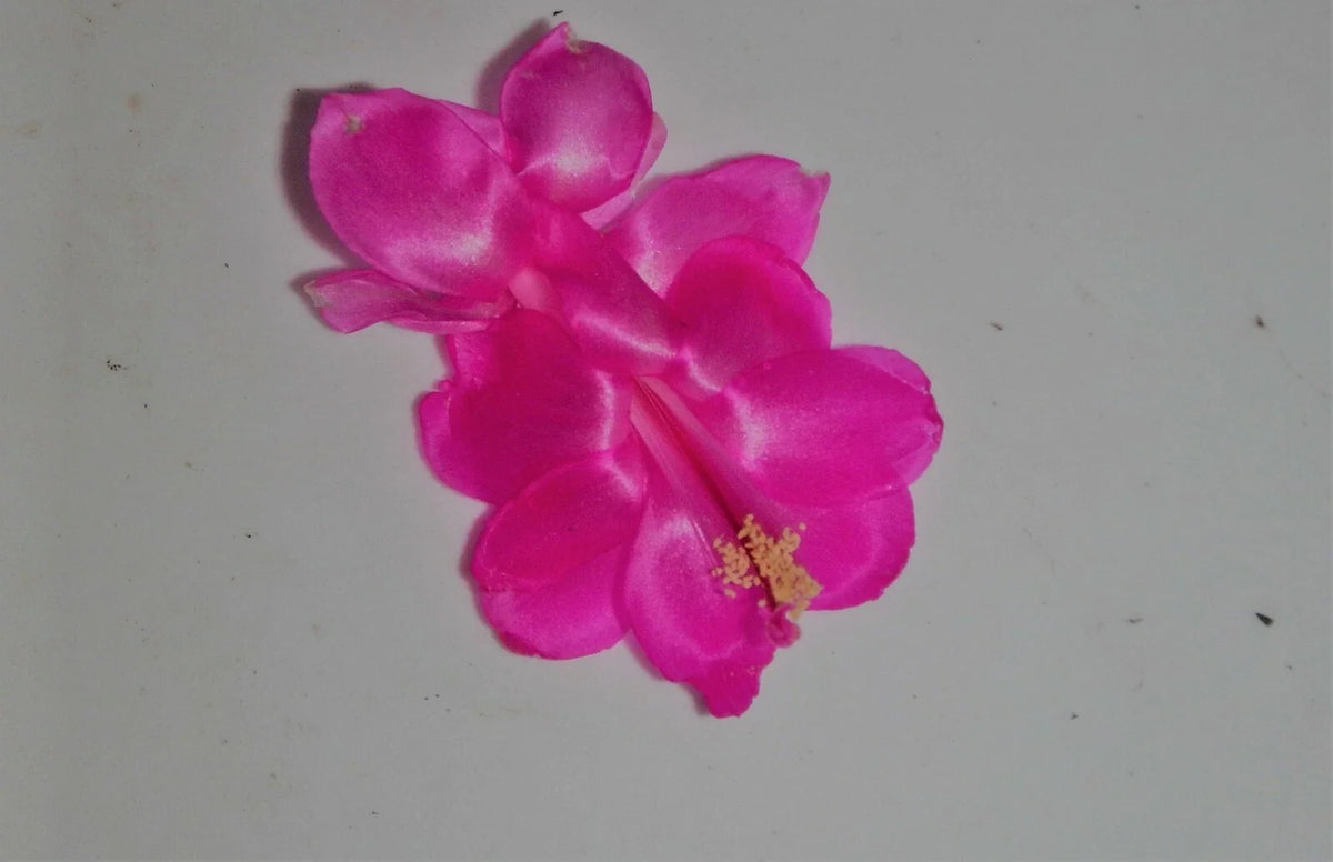 Christmas Cactus Starter Plant - Satin Beauty - Schlumbergera Truncata - Well Rooted Cactus for Indoor Gardening