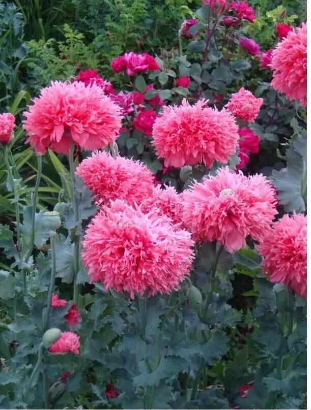 Heirloom Peony Poppy Seeds - 200+ Pack - Papaver Paeoniflorum - Gorgeous Blooms with Instructions ??