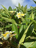 Yellow Plumeria Starter Cutting 10 inch Unrooted Single Head - Plumeria rubra - Pack of 25